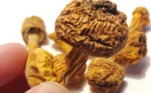 巴西菇、姬松茸烘干機-怎樣烘干色澤好且菇體褶片完整？